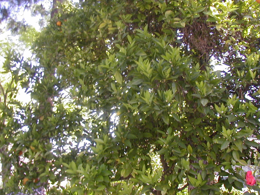 P4110528.JPG